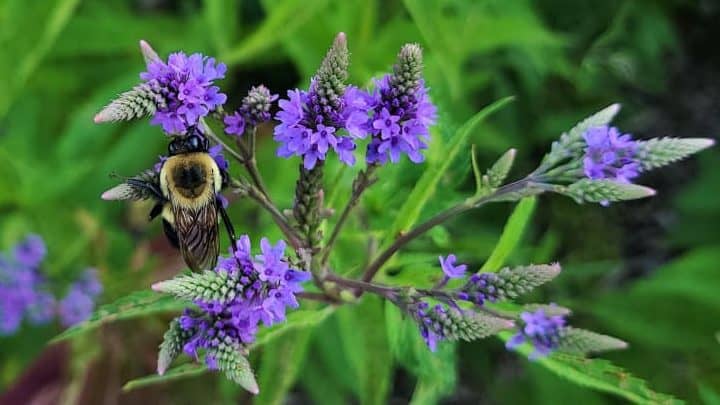 Blue Vervain
